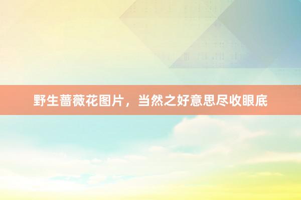 野生蔷薇花图片，当然之好意思尽收眼底